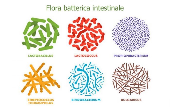 Flora_batterica_intestinale