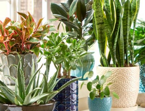10 tipi di piante che purificano l’aria della nostra casa